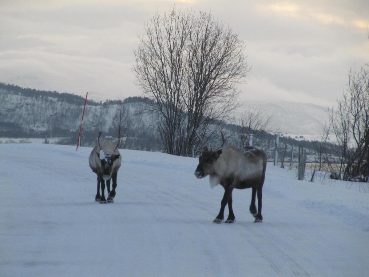 Malangen Lodge Mestervik Bagian luar foto